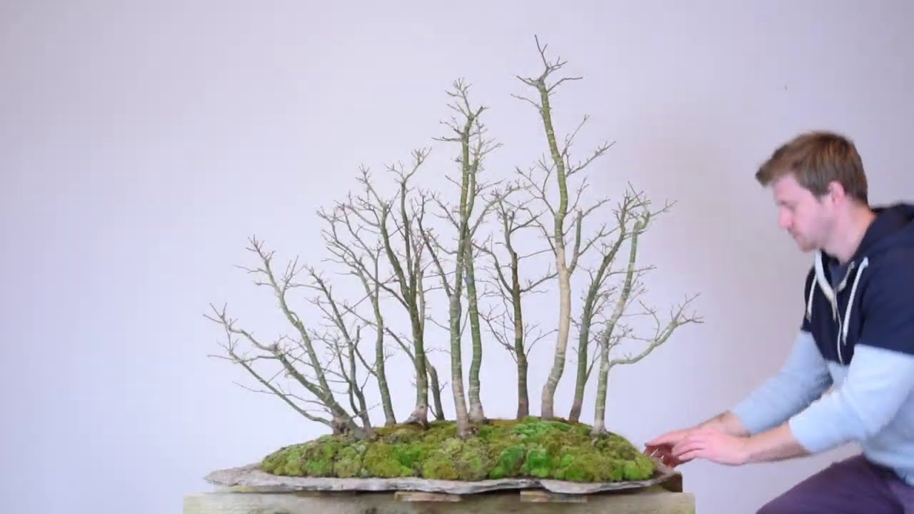 Maple Forest Bonsai | Small Changes for Long-term Effect