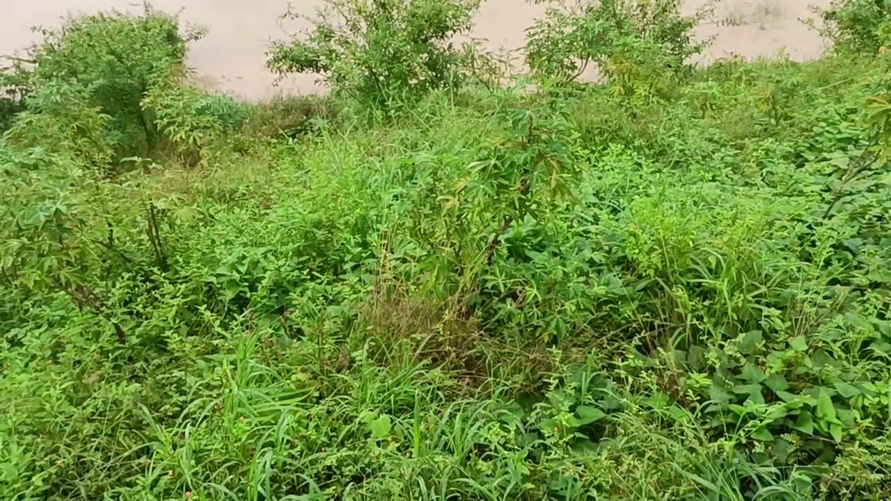 Rio gavião com uma cheia gigante após muita chuva na Bahia 