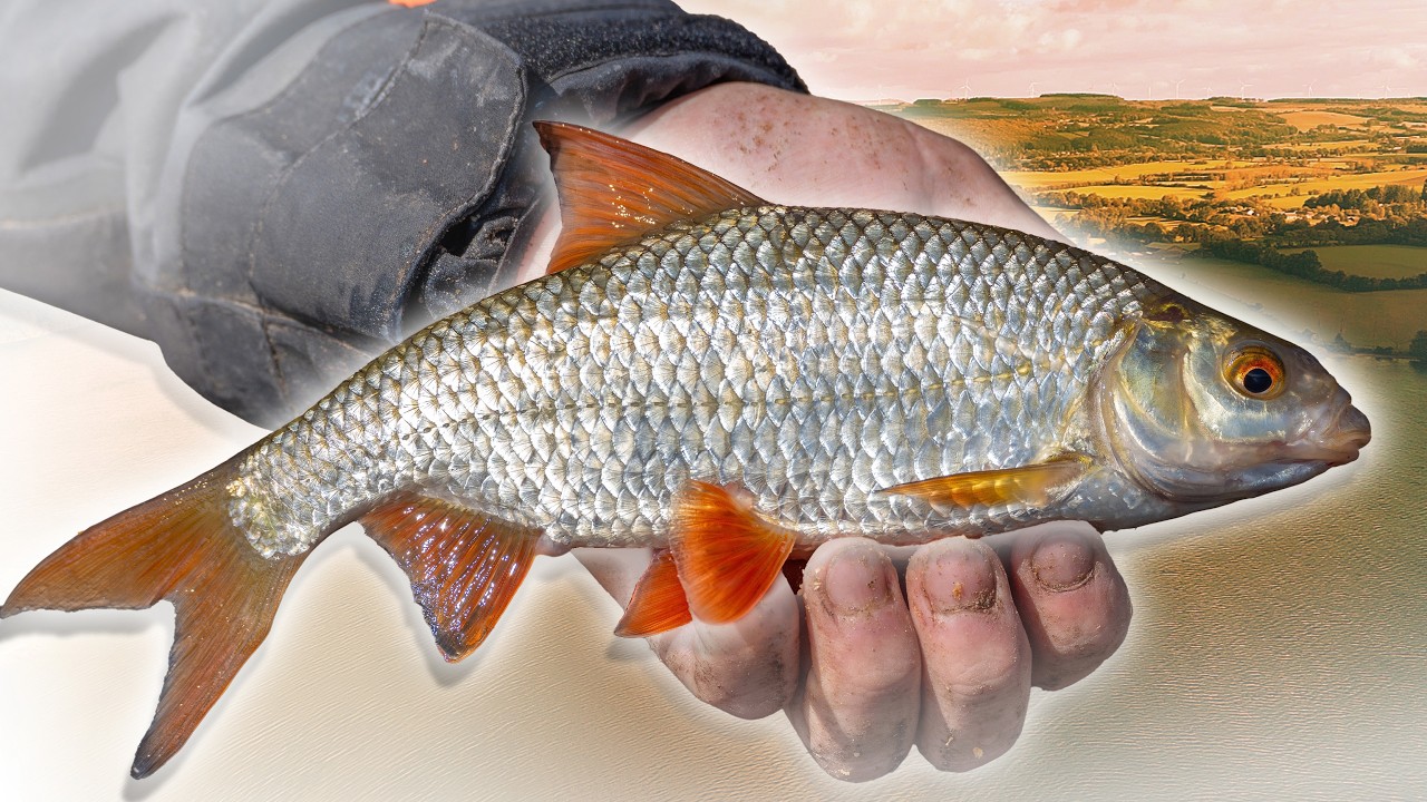 Pêche des gardons - Comment sonder, amorcer et gérer 2 coups au feeder