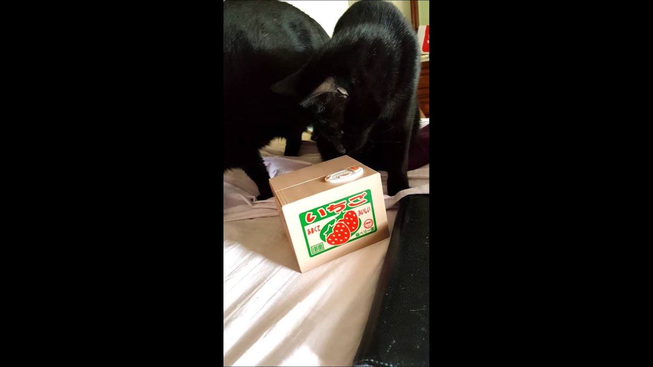 Vader and the Kitteh Coin Bank 5/15/15