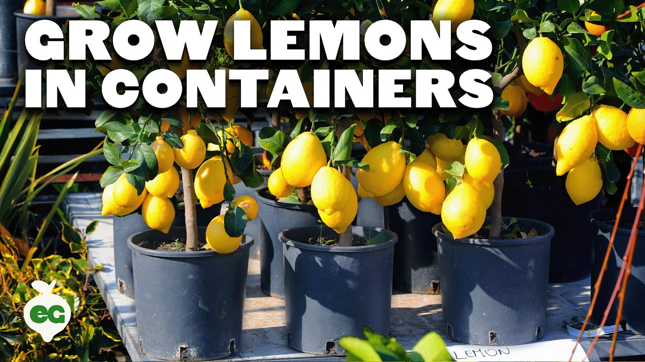 How to Grow Meyer Lemons in Containers Pt. 1