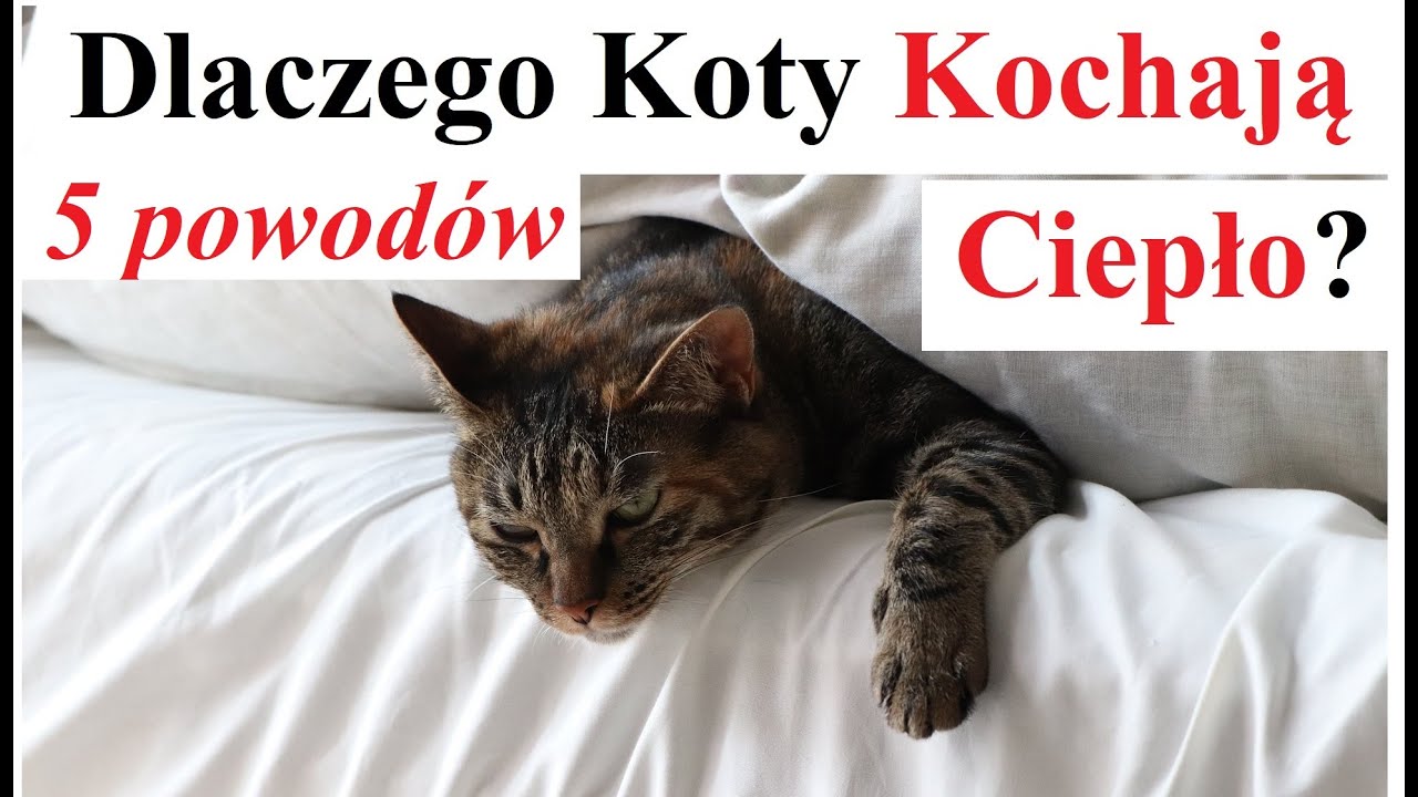 5 powodów Dlaczego Koty kochają Ciepło
