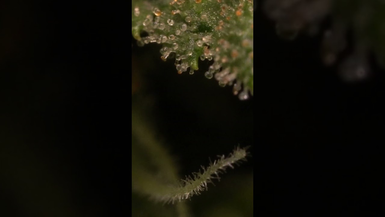Trichome Inspection - Find out the perfect time to harvest