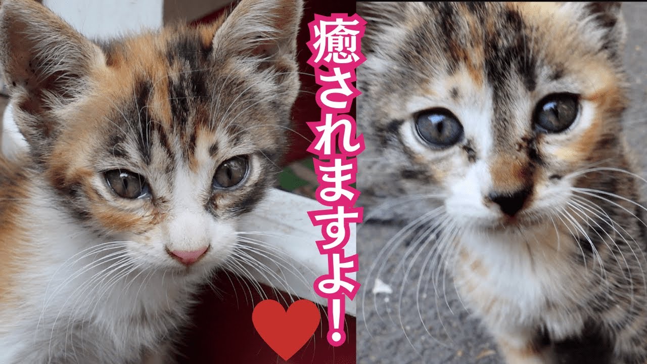 茶トラ、キジ、三毛、5匹の可愛い子猫！人懐こく育ってます！