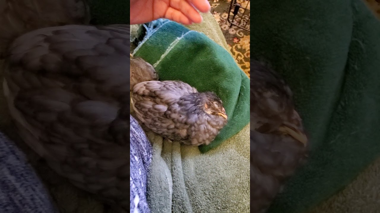 Treating wry neck chicken🐔