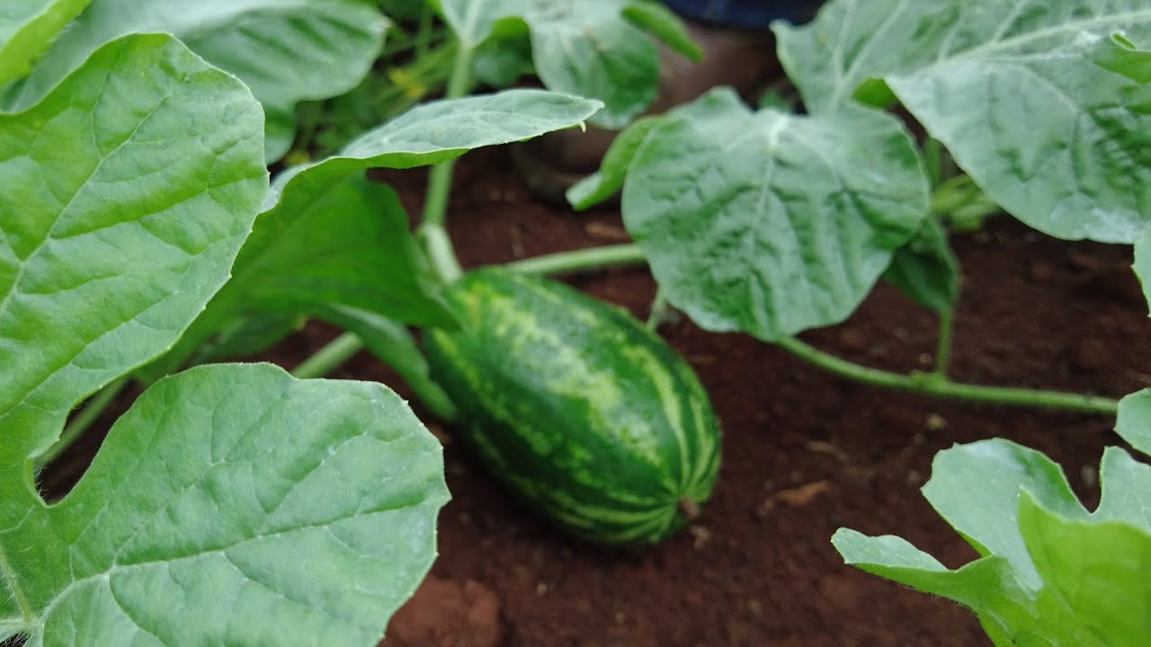 NUTRIENTES ORGÁNICOS EN PLANTACIÓN DE SANDIA
