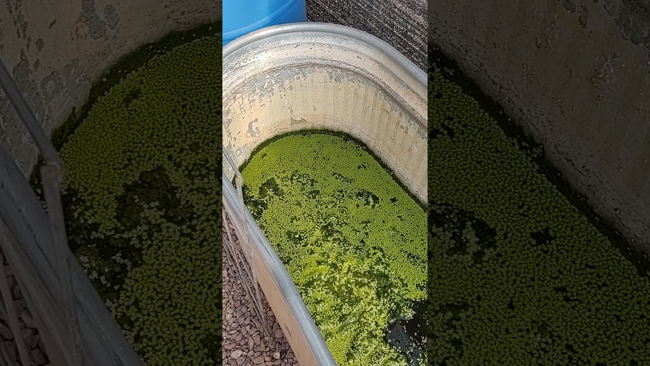 Tilapia breeding and duckweed in aquaponics                             *Please like and subscribe*