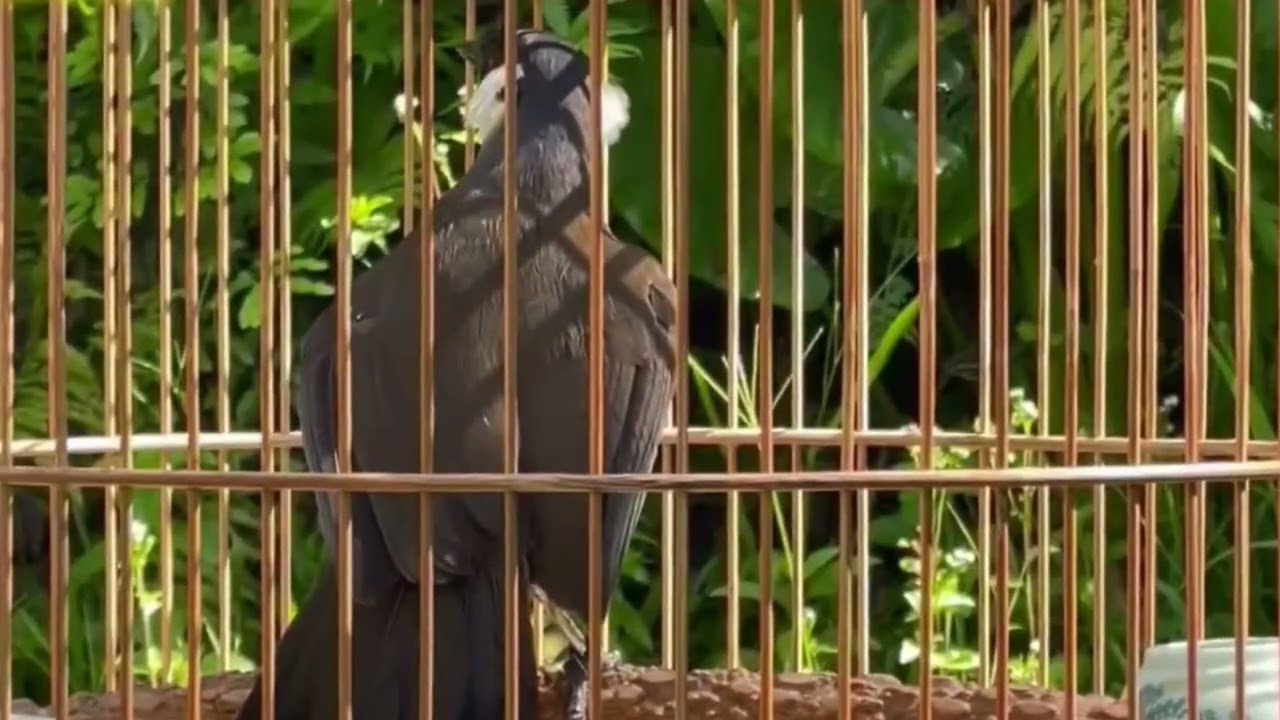 Khướu BẠC MÁ hót  MÚA luyện giọng . Khướu hót sáng luyện giọng kích bổi /nghe chim hót thư giãn