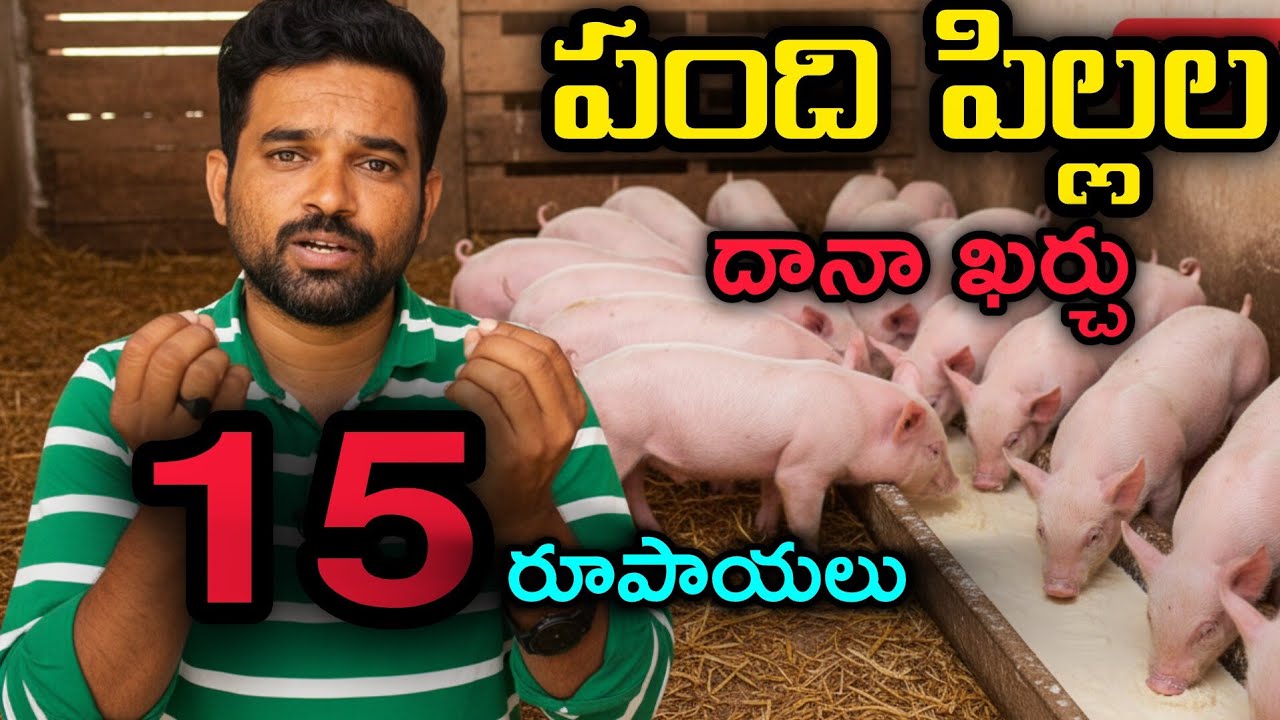 How to Cut Piglet Feed Costs (and Keep Your Pigs Healthy)