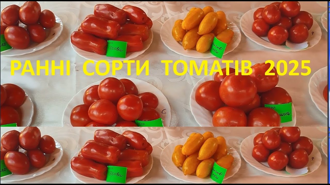 РАННІ  ДЕТЕРМІНАНТНІ  СОРТИ  ПОМіДОРІВ, ЯКІ  МИ ВИРОЩУЄМО У  2025р  ХАРАКТЕРИСТИКА