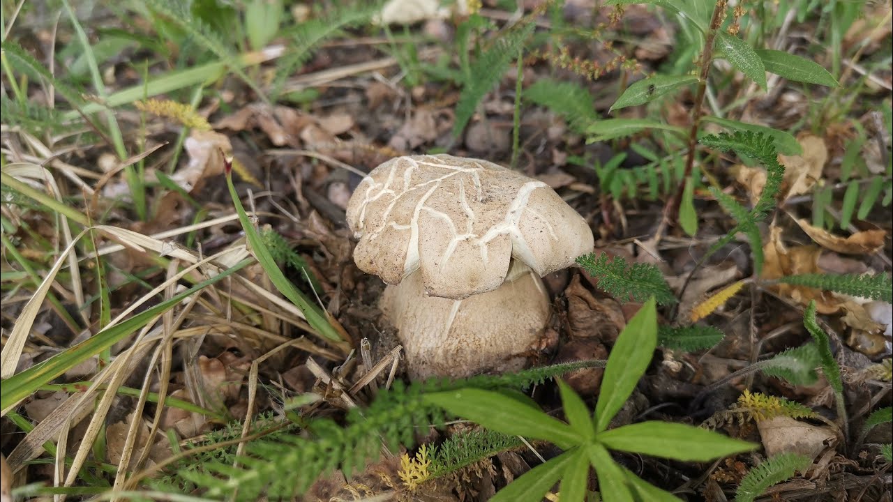 Nareszcie Borowiki Usiatkowane ruszyły, są piękne.