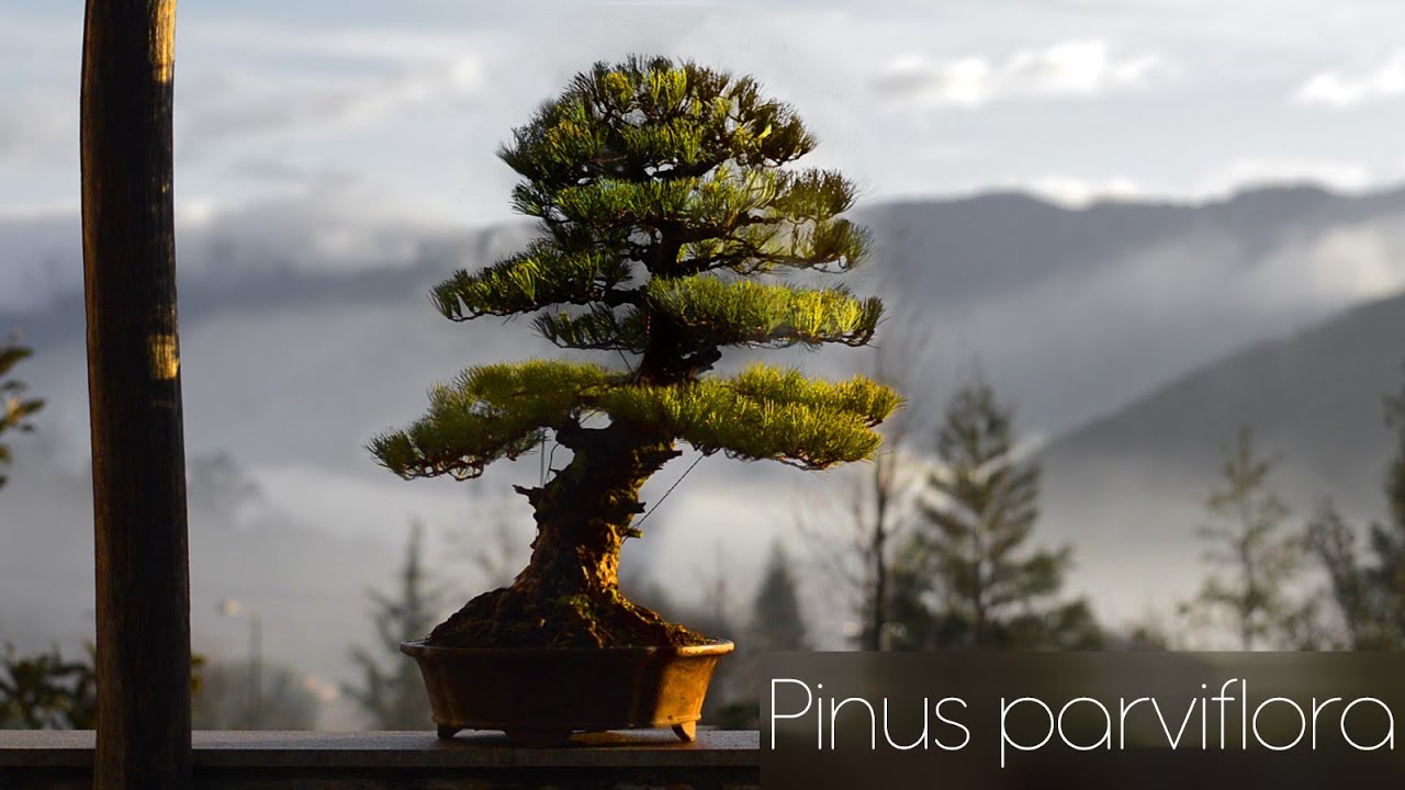 Japanese white pine bonsai FULL work step by step (BIG Pinus parviflora tree)