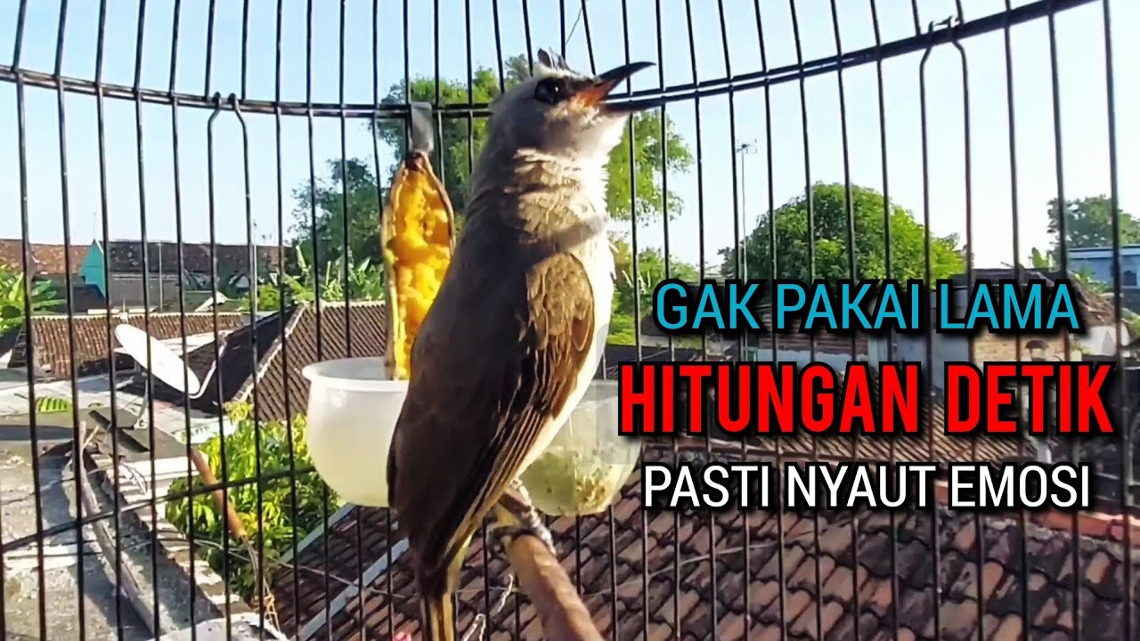 trucukan ropel panjang TARUNG TAJAM buat pancingan trucukan agar bunyi jadikan trucukan gacor nyaut