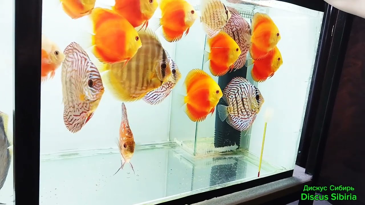 Карантин новой рыбы.                      #аквариум #аквариумистика #дискусы #короли