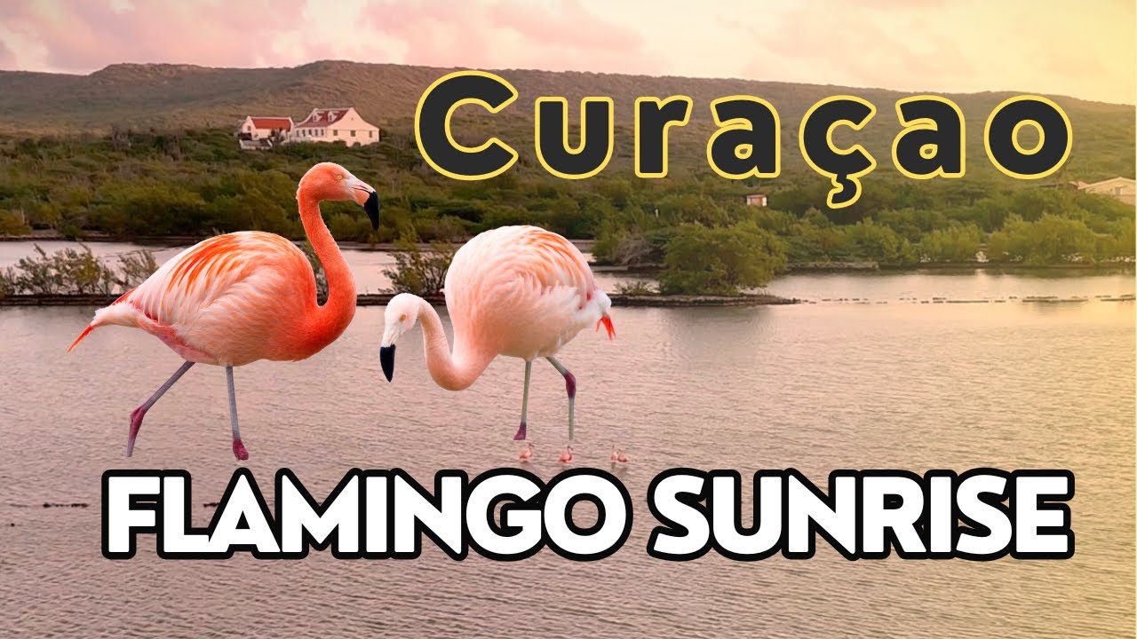 Stunning Flamingo Sunrise in Curaçao | Shot on 8K | Insta Ace Pro 2 + DJI Mini 4 Pro Drone