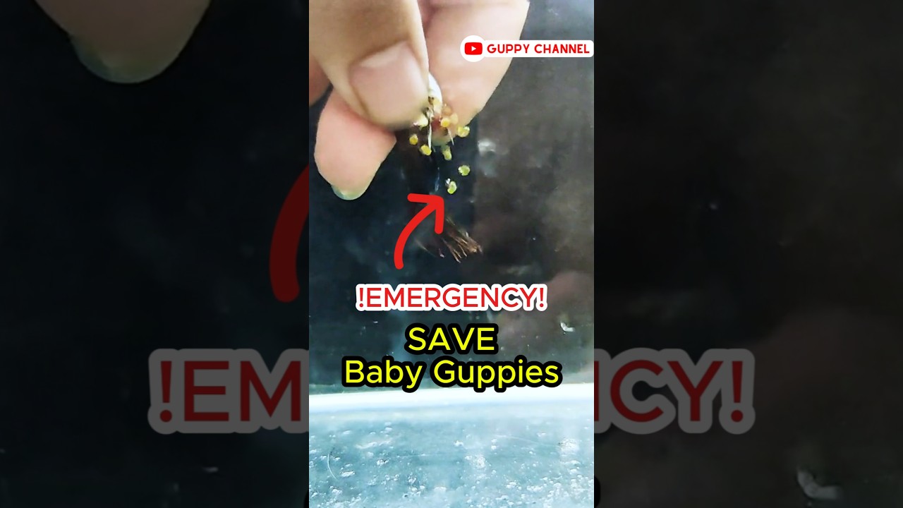 Guppy Fry Care - Emergency Save Baby Guppies #aquarium #guppyfishtank #guppyfry