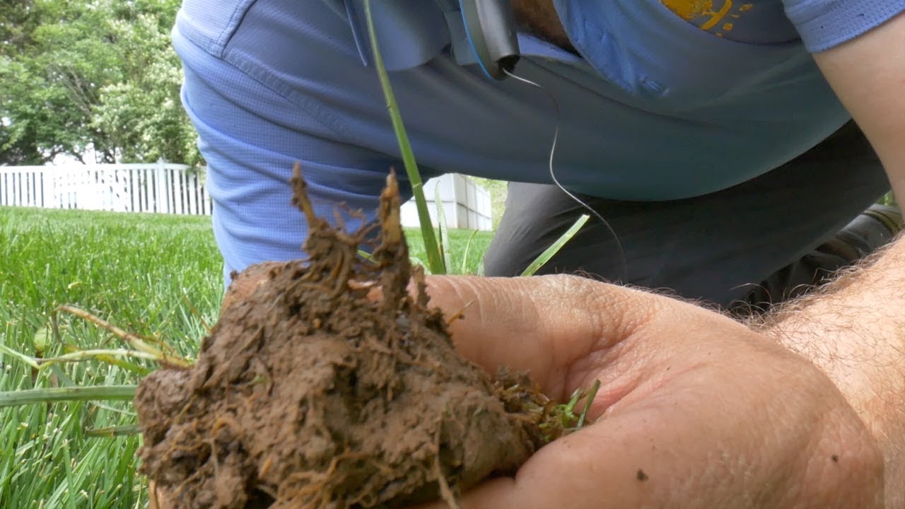 Turf Type Tall Fescue - LATERALLY SPREADING - Rhizomatous Tall Fescue