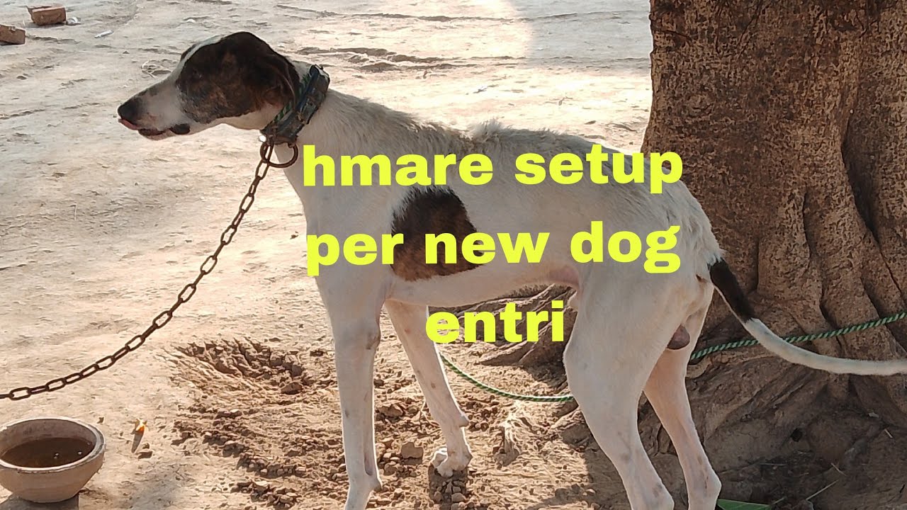 New shikari dog ki entri bhot bra dog( pets club vlogs)