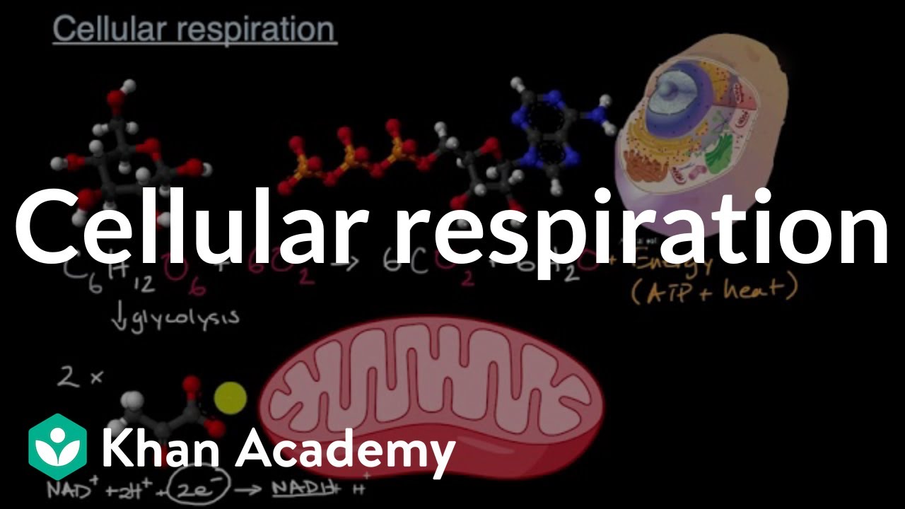 Cellular respiration | Energy and matter in biological systems | High school biology | Khan Academy