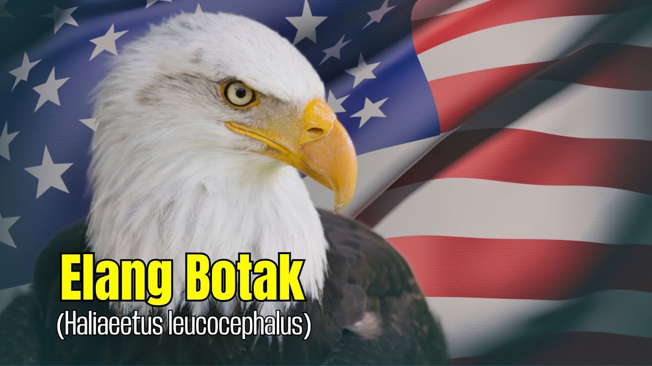Elang Botak Bukan Sekadar Simbol, Tapi Perkasanya Predator