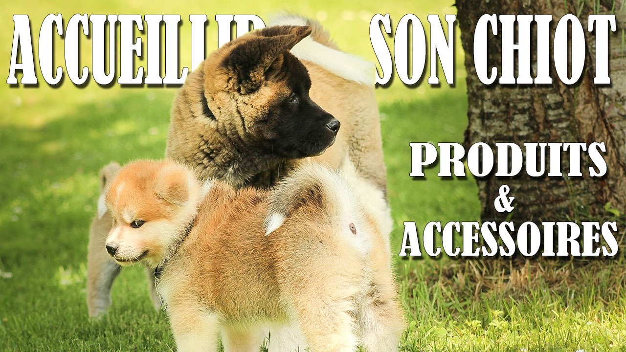 ACCUEILLIR SON CHIOT (AKITA) PRODUITS ET ACCESSOIRES