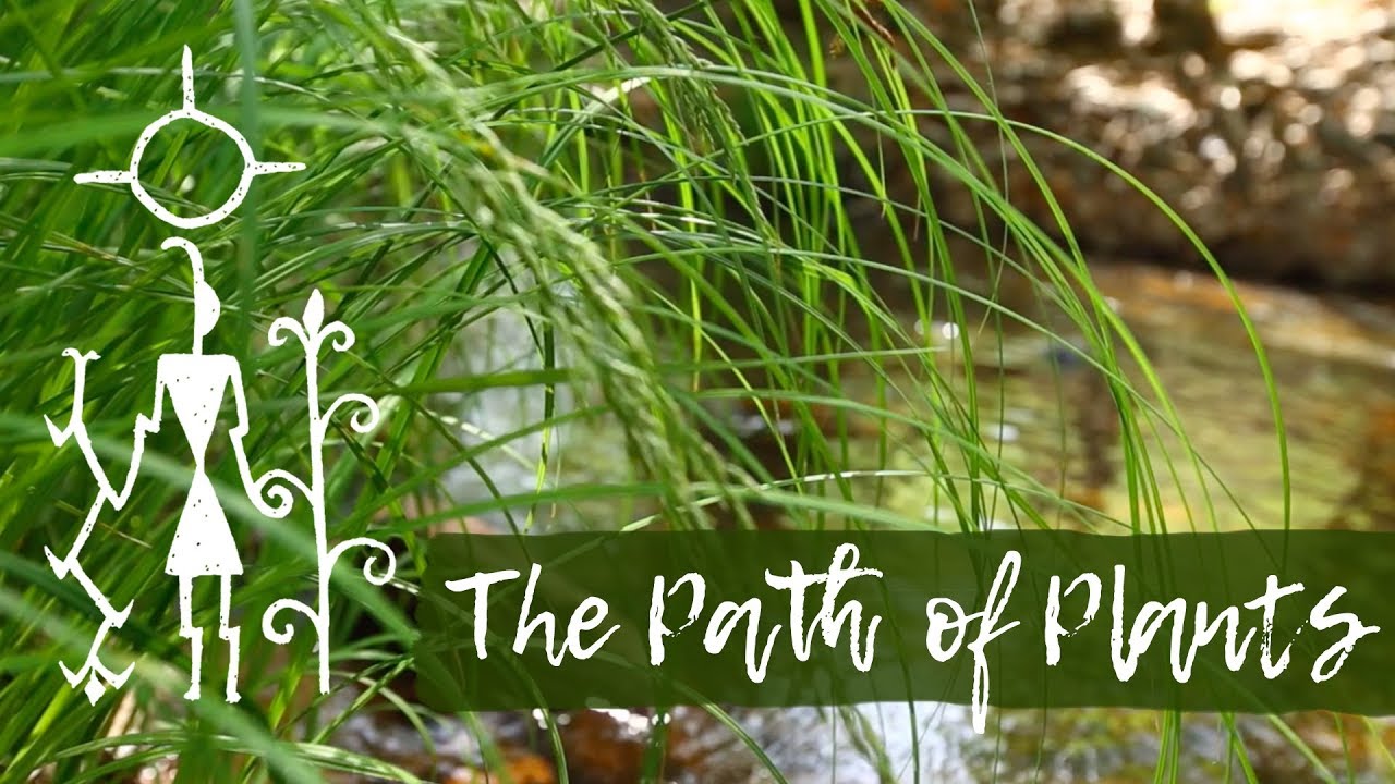 The Path of Plants || Wilderness Therapy at Anasazi Foundation