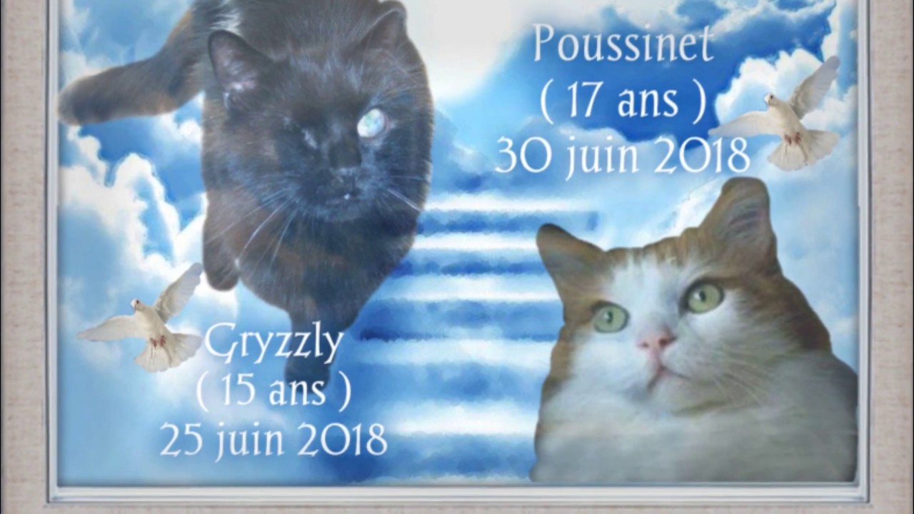 Hommage à Gryzzly et Poussinet