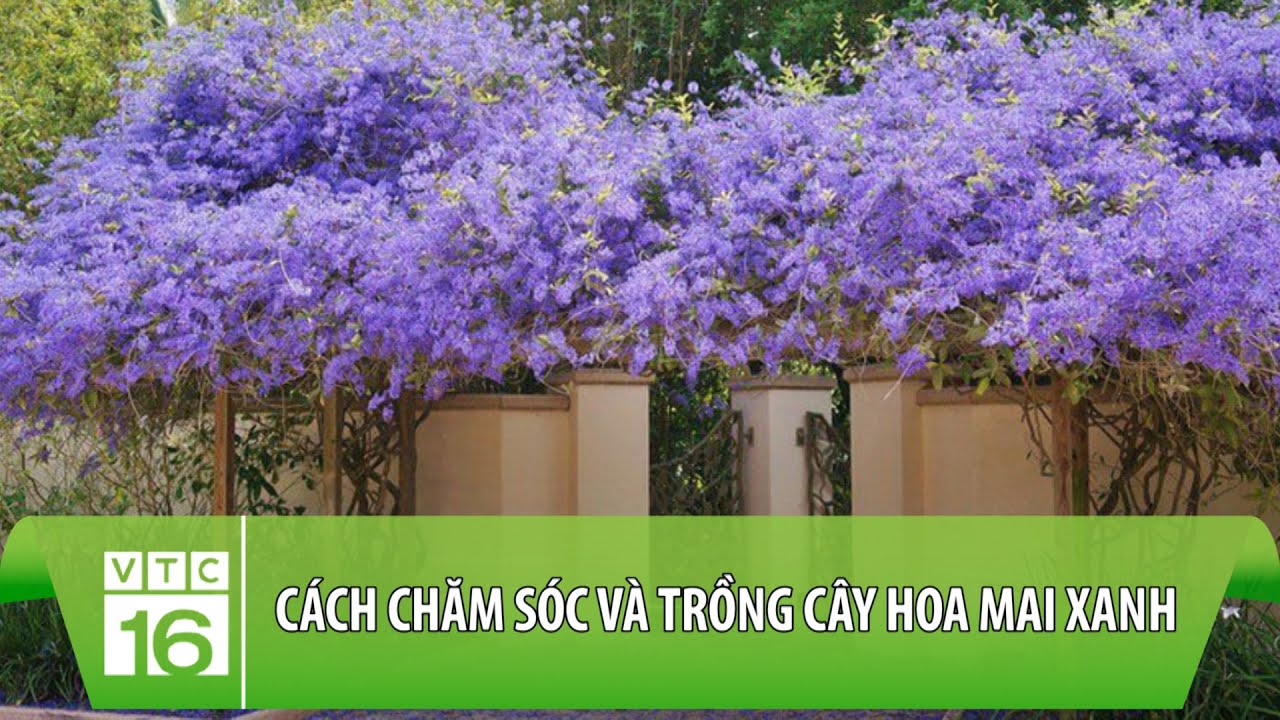 Cách chăm sóc và trồng cây hoa mai xanh | VTC16