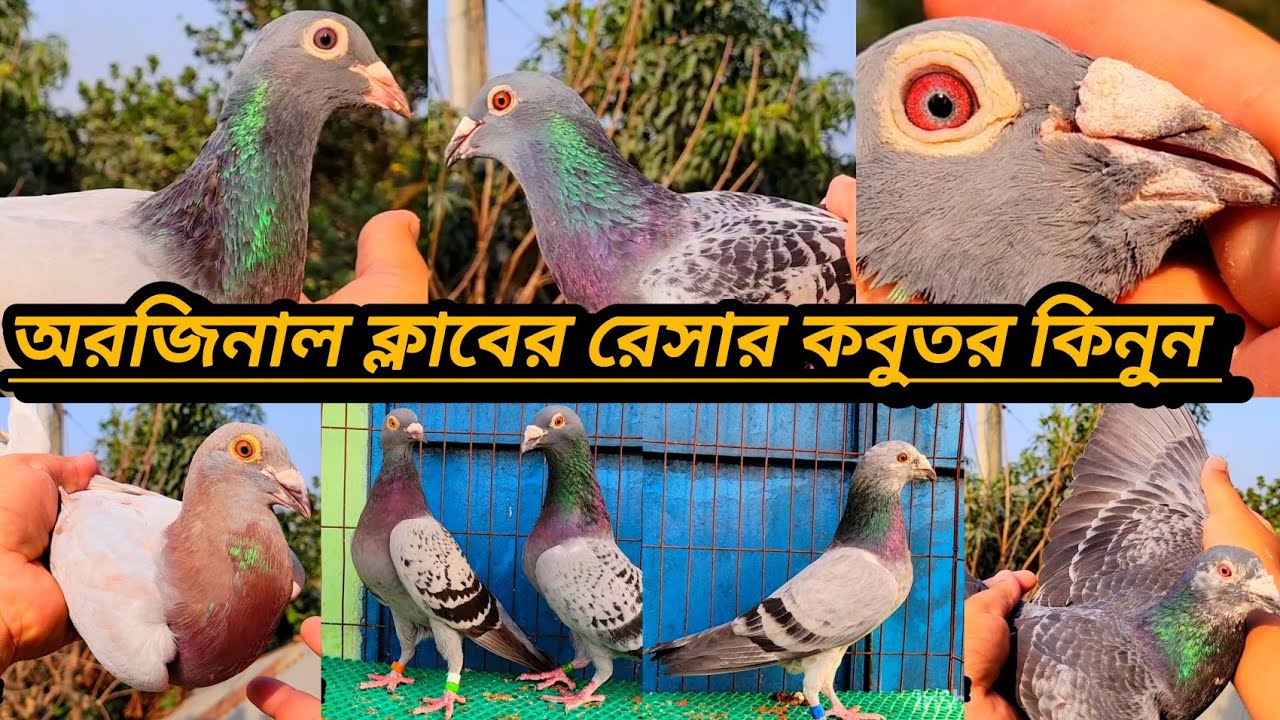 #টপ কোয়ালিটি রেসার কবুতর গিজেল,বিদেশী রেসার,পাকিস্তানি রেসার,চকো,সবজি মাক্সি সুপার মিলি,ইত্যাদি