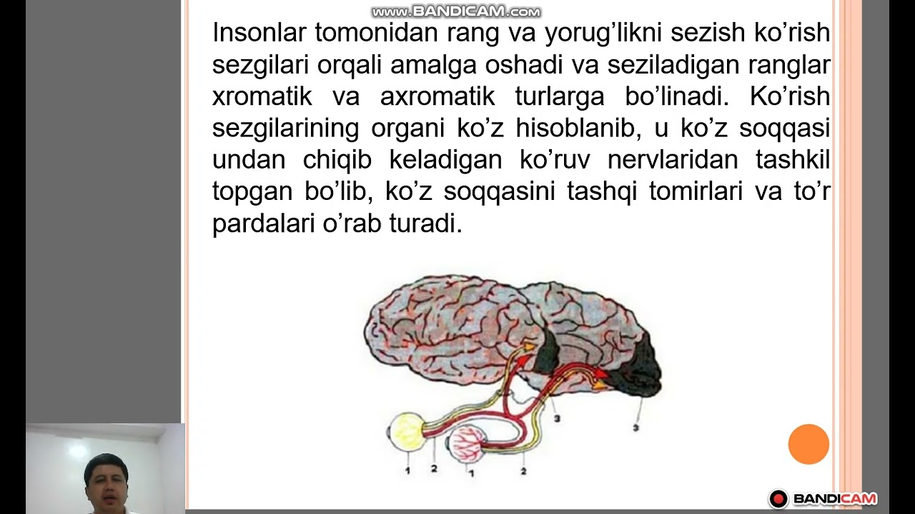 Sezgi va idrokning psixologik mohiyati, fiziologiyasi (1-qism Sezgi)