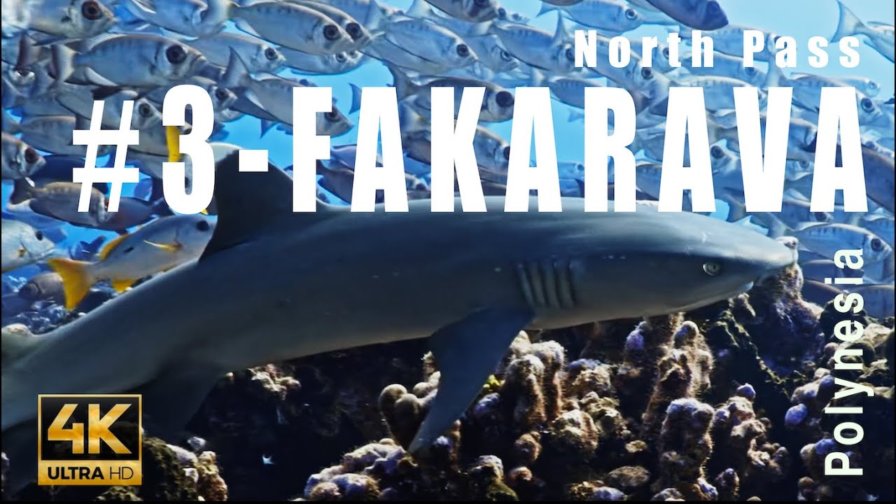 Best of Tahiti #3 : Dive in Fakarava North Pass, Fakarava Atoll Tuamotu Archipelago 4k - Showreel