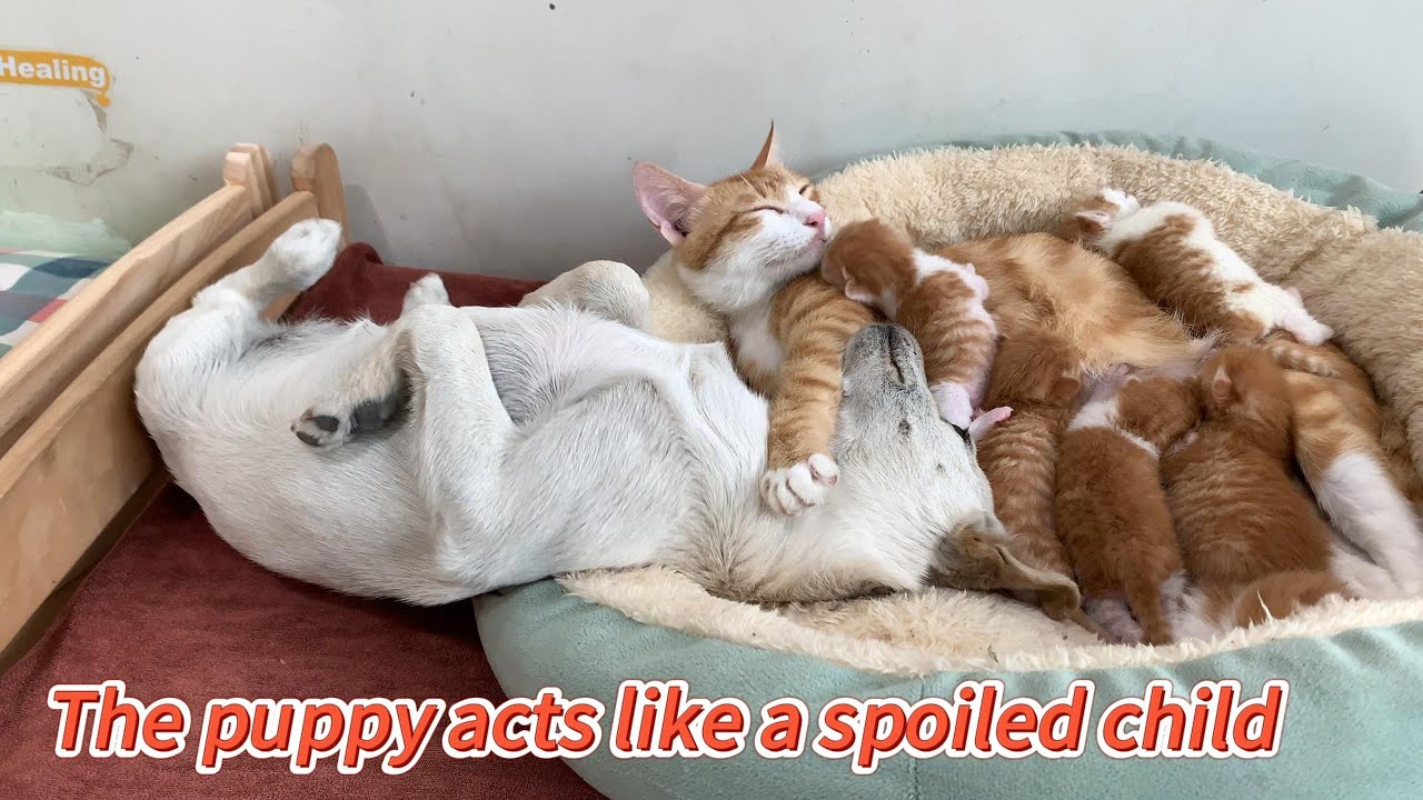 So funny! The golden retriever lets the puppy sleep with Kitty and the kittens! The rooster is lost!