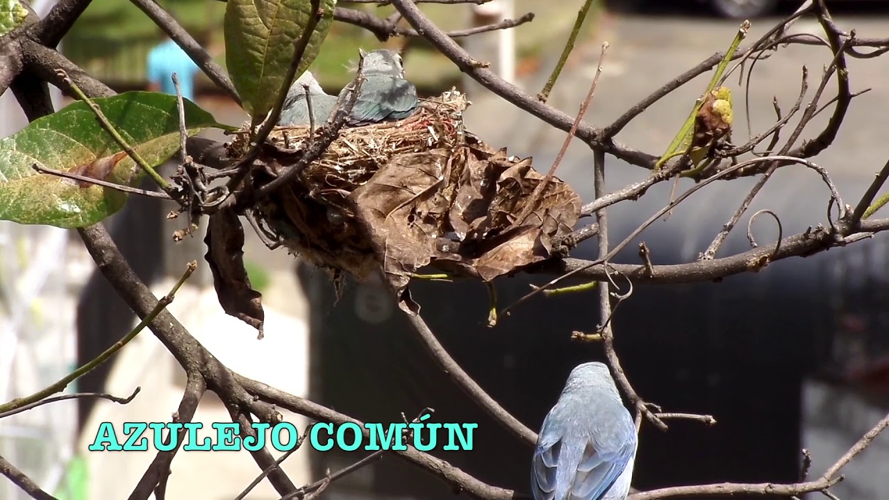 Azulejo Común   Blue Gray Tanager   Alimentando a su cria