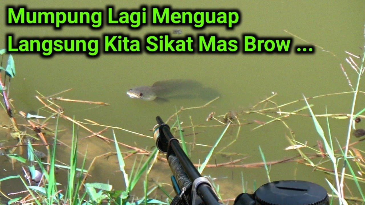 Berburu Ikan Gabus Dan Ikan Nila Pasca Banjir | Banjir Membawa Berkah #3