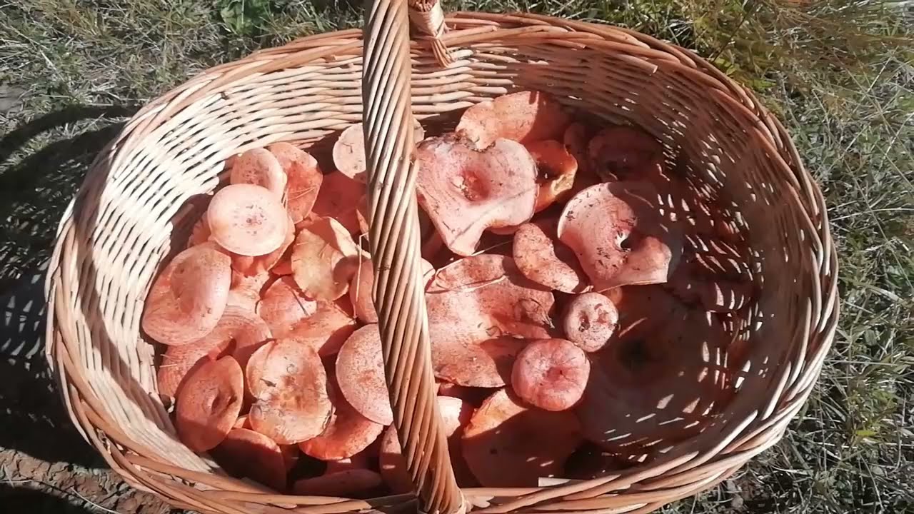 trucos para recolectar n&iacute;scalos 🍄 gu&iacute;a de setas comestibles