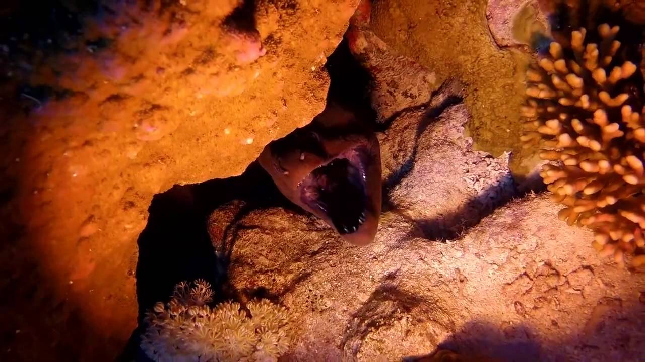DiveWorld - St. John's Szafari, Red Sea - 2015