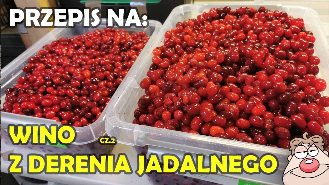 Wyciskać czy nie wyciskać? Przepis na wino z derenia jadalnego część 2!