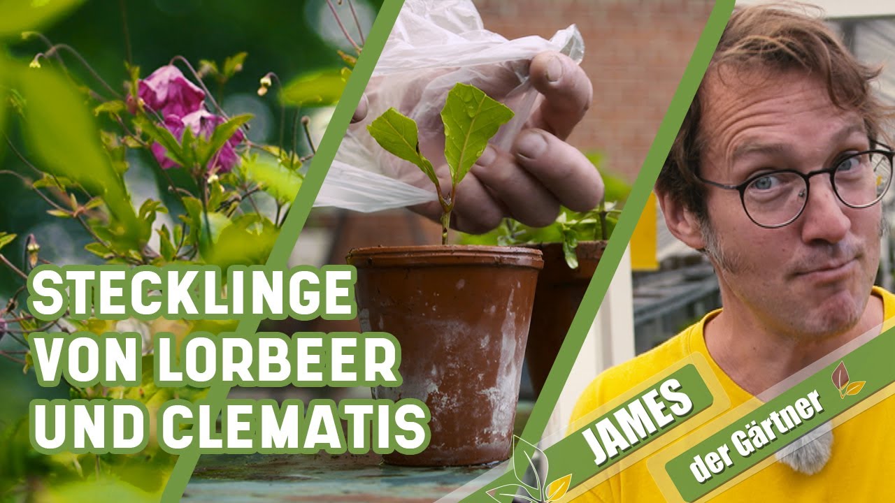 So vermehrt man Lorbeer und Clematis über Stecklinge | James der Gärtner