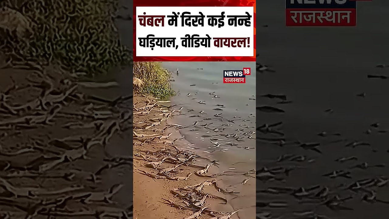 Kota Viral Video : नन्हे घड़ियालों से गुलजार हुई चंबल नदी! Shorts | N18S | Viral Video