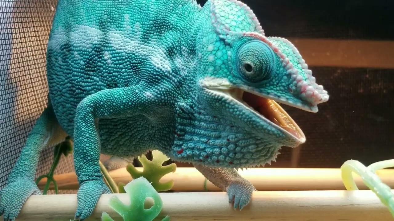 Nosy Be Panther Chameleon