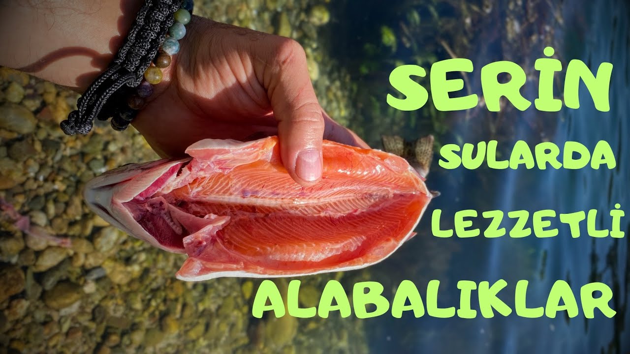 (B)alık Vitamini Alındı 🎣(Alabalık) #alabalıkavı #fishing #fish #trout #atçekbalıkavı #kahramanmaraş