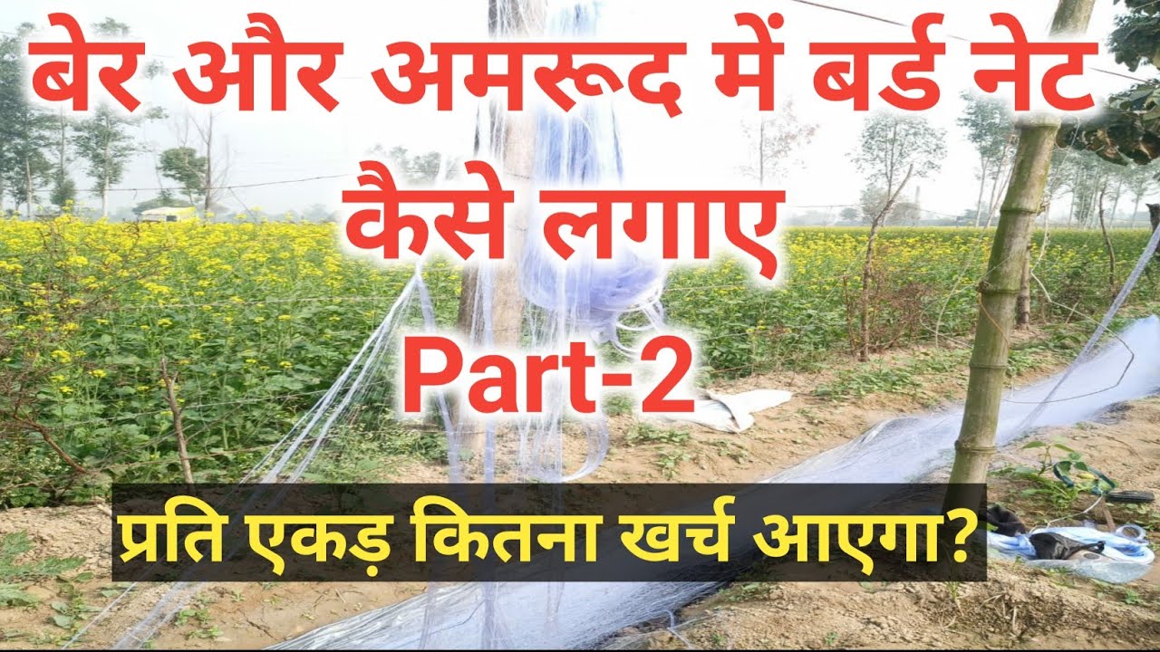 Part-2 || Apple Ber me anti bird net kaise install kre? | एप्पल बेर में बर्ड नेट कैसे लगाएं?