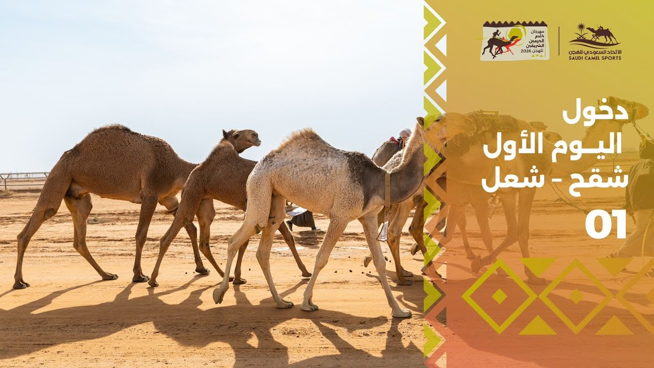 أُدِّي القسم، وانطلقت تحدّيات المزاين ضمن #مهرجان_خادم_الحرمين_الشريفين_للهجن 2026 🐪