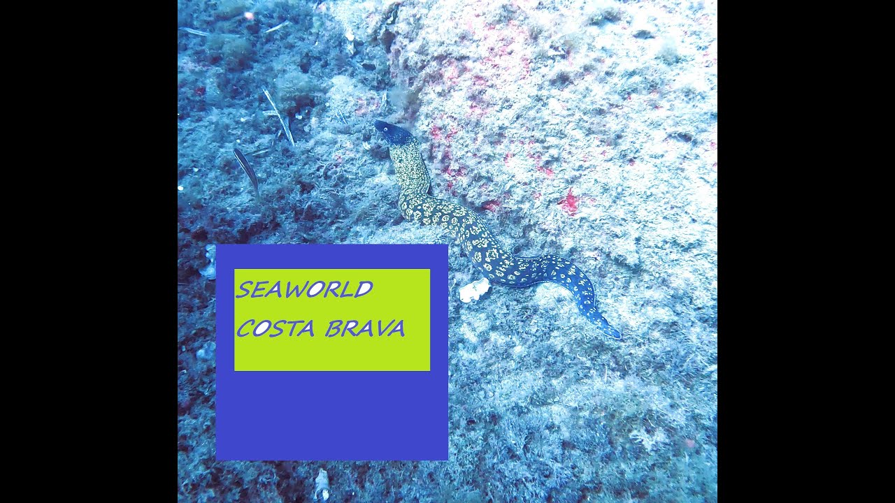 FUI A LA COSTA BRAVA Y DESCUBRI...... #4k #animals #fish #sea #dive #nature #ocean #underwater