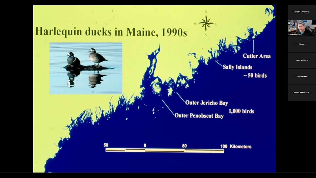 Harlequin Ducks in Maine with Glen Mittelhauser (2026)