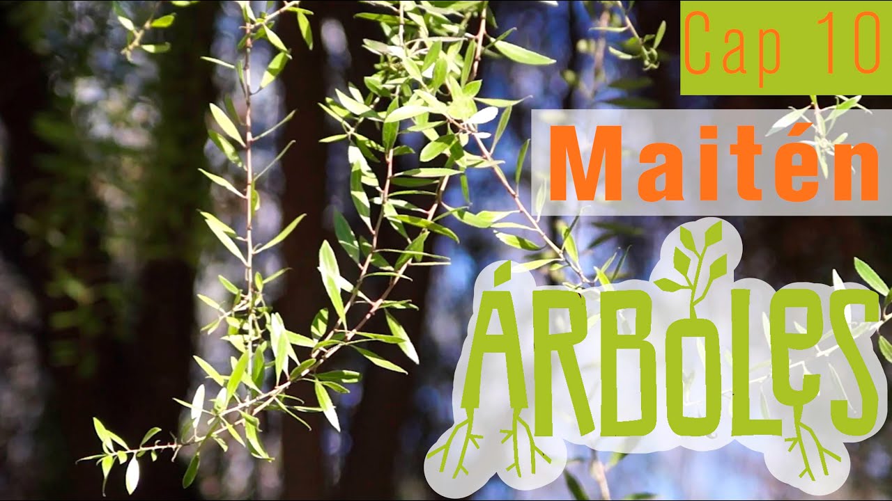 Árboles Documental // Capítulo 10: Maitén