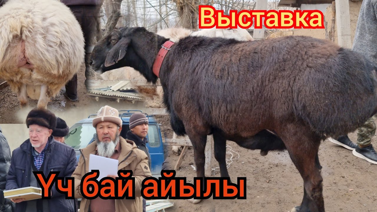 10 января 2024 ҮЧ БАЙ айылында Выставка болуп  өттү Арашан ГИССАР Кочкорлор Сынагы