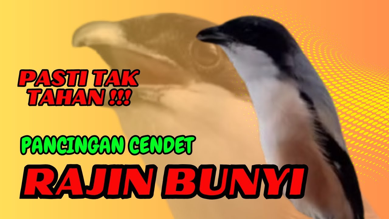 PASTI TAK TAHAN CENDET MENDENGARNYA❗ PANCINGAN CENDET AGAR RAJIN BUNYI❗❗