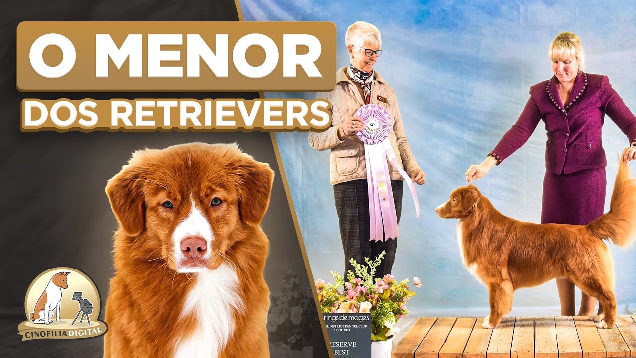 Nova Scotia Duck Tolling Retriever: Um Símbolo da Cinofilia do Canadá | Cinofilia Digital