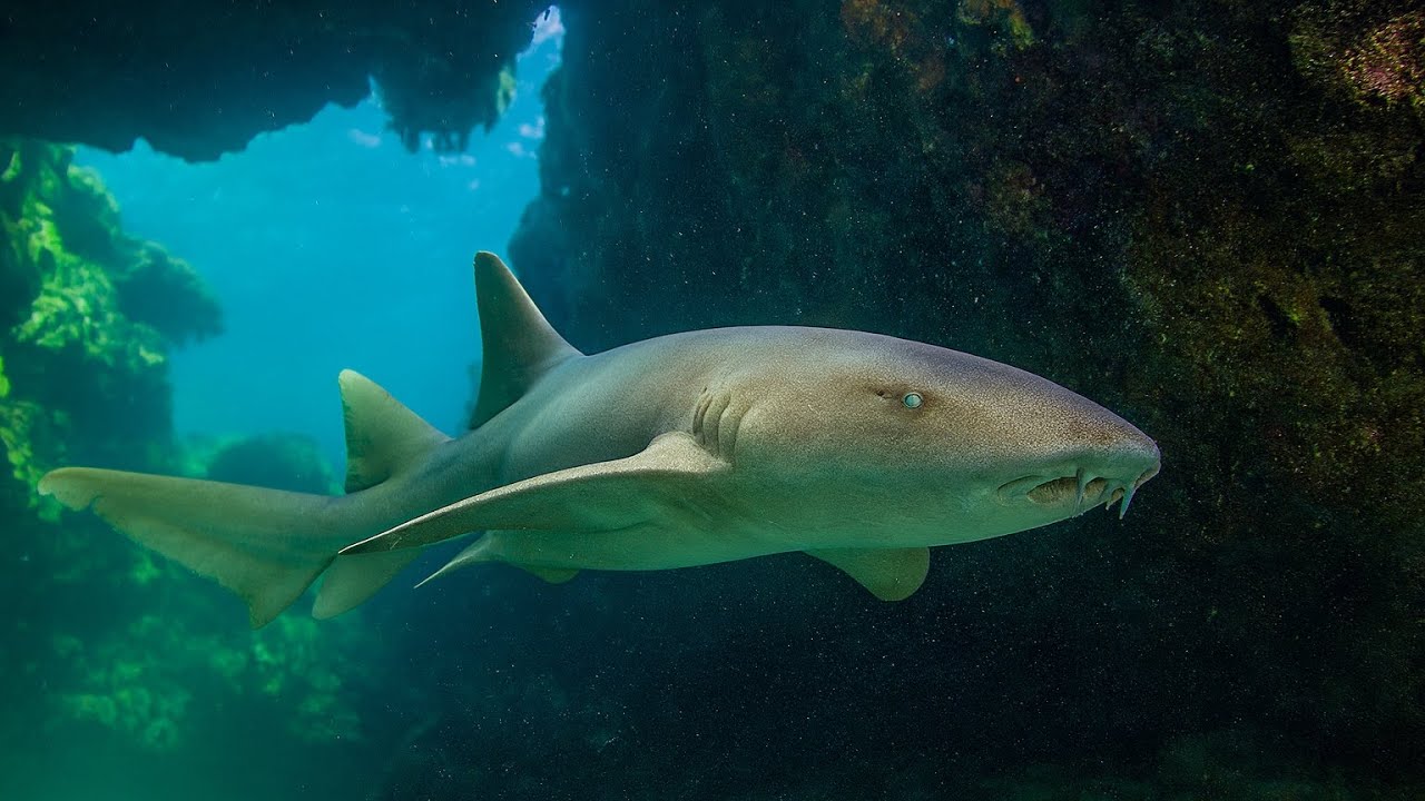 Face to Face with a Cave Shark — Unreal Underwater Moment! 